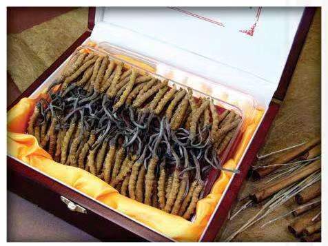 花溪冬虫夏草回收